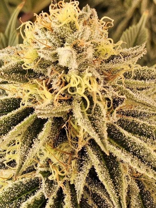 Seedsman Blood. Week 15