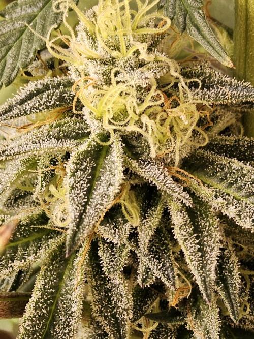 Seedsman Blood. Week 15