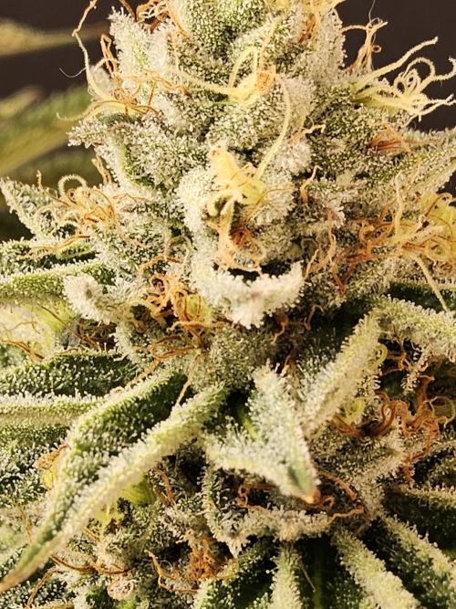 Seedsman Blood. Week 15