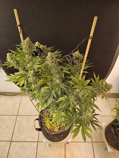 Seedsman Blood. Week 15