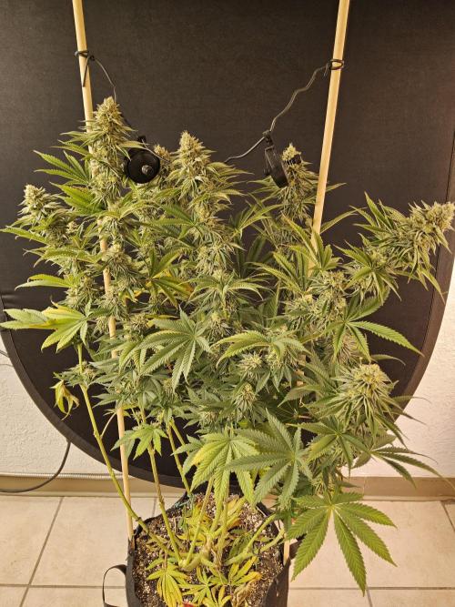 Seedsman Blood. Week 15