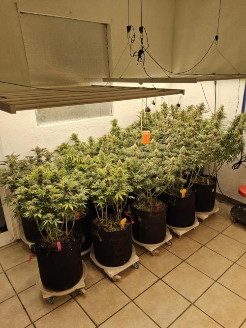 Seedsman Blood. Week 15