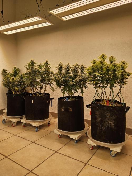 Seedsman Blood. Week 15