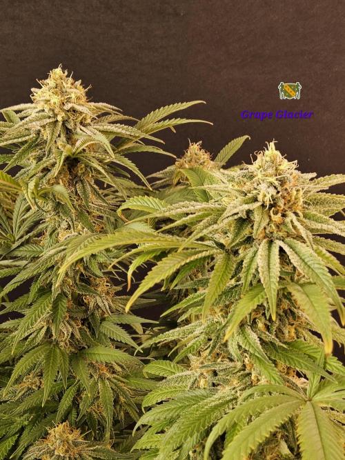 Grape Glacier. Week 14