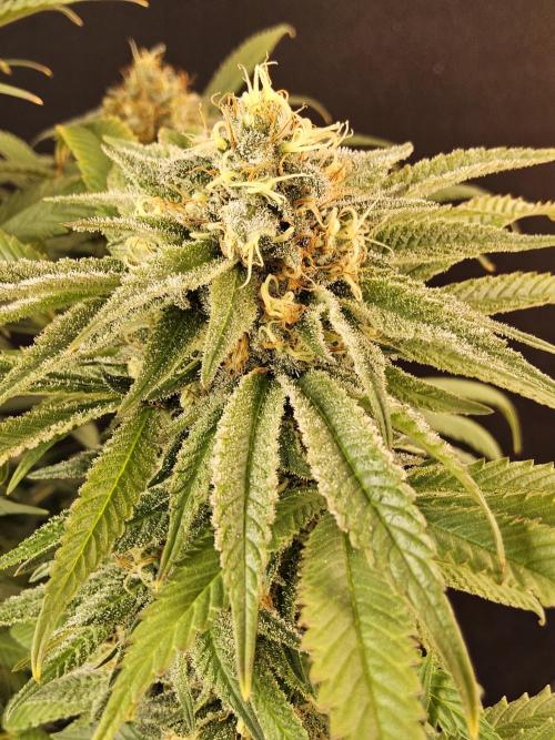 Grape Glacier. Week 14