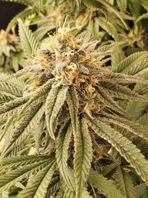 Grape Glacier. Week 14