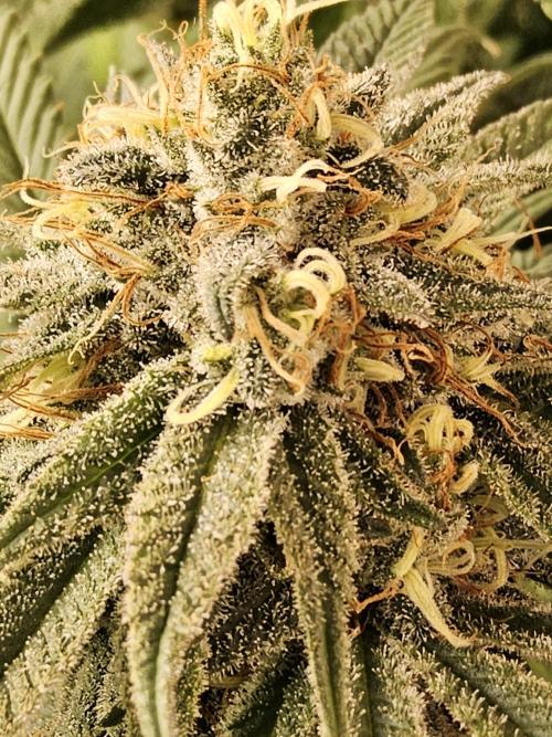 Grape Glacier. Week 14