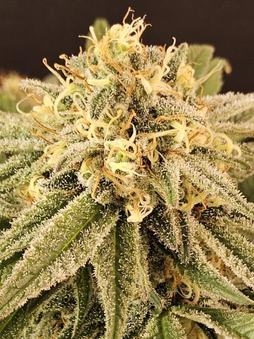 Grape Glacier. Week 14