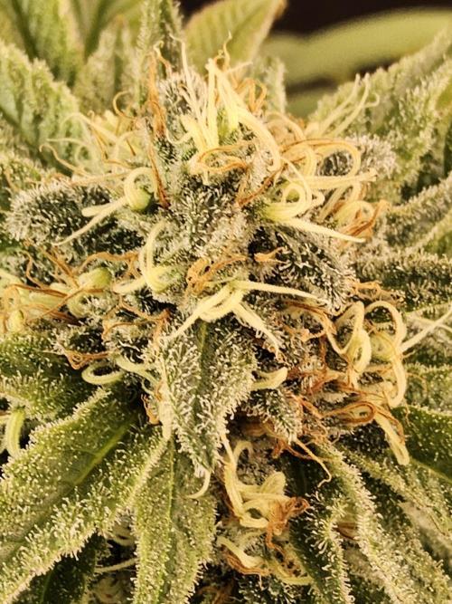 Grape Glacier. Week 14