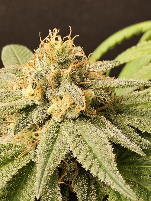 Grape Glacier. Week 14