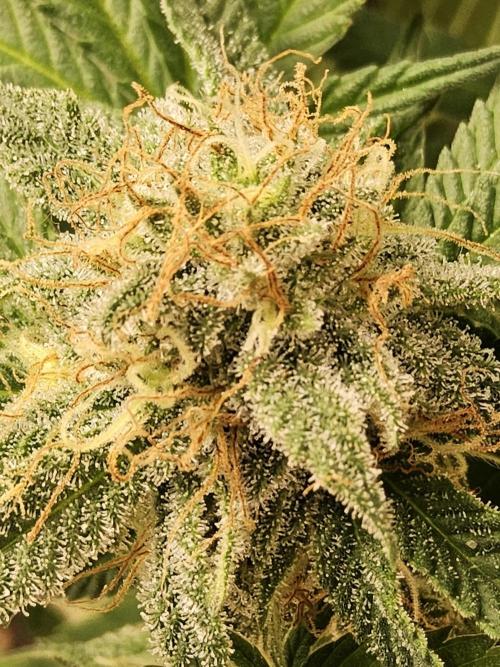 Grape Glacier. Week 14