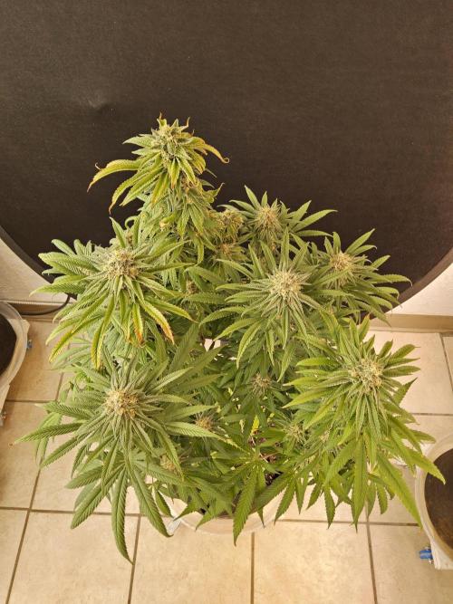 Grape Glacier. Week 14