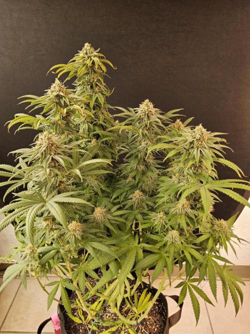 Grape Glacier. Week 14