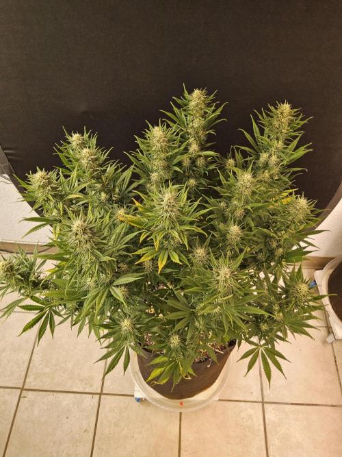 Mafia Devil. Week 15