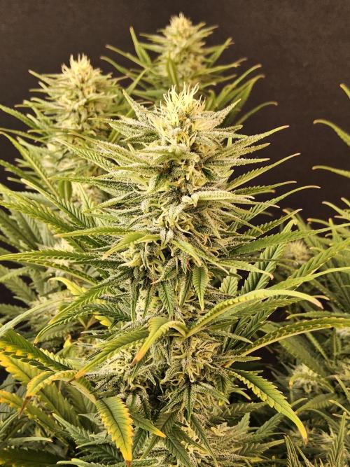 Mafia Devil. Week 15