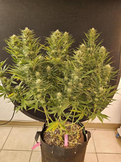 Mafia Devil. Week 15