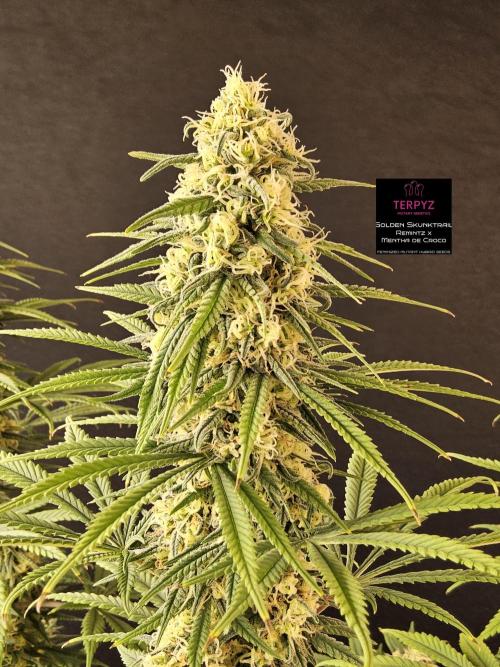 Freaky Skunk. Week 15