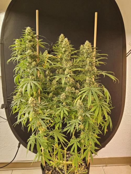 Freaky Skunk. Week 15