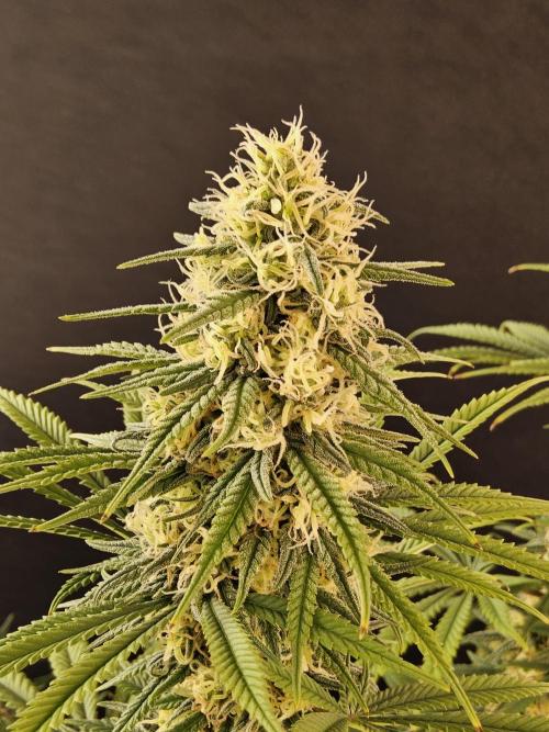 Freaky Skunk. Week 15