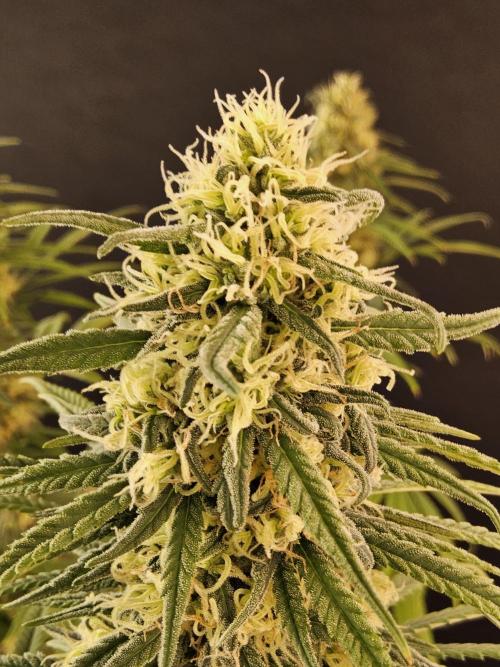 Freaky Skunk. Week 15