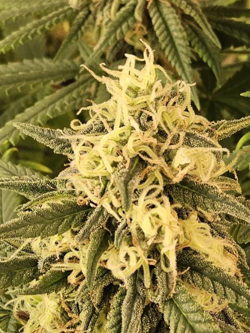 Freaky Skunk. Week 15