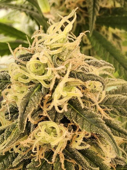 Freaky Skunk. Week 15