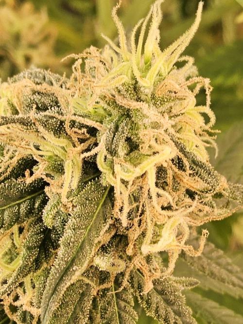 Freaky Skunk. Week 15