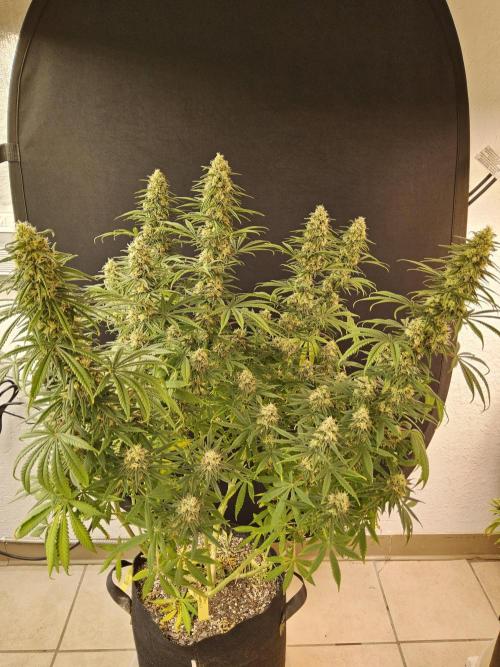 Freaky Skunk. Week 15