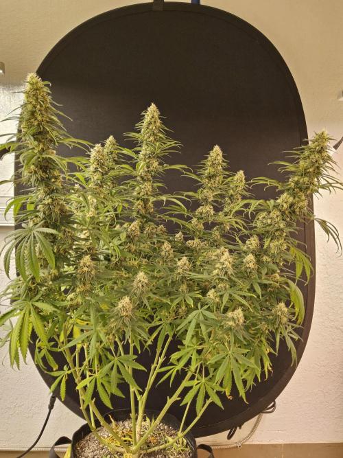 Freaky Skunk. Week 15