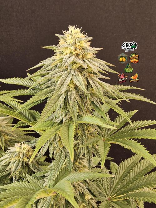 Fast Mystery. Week 15
