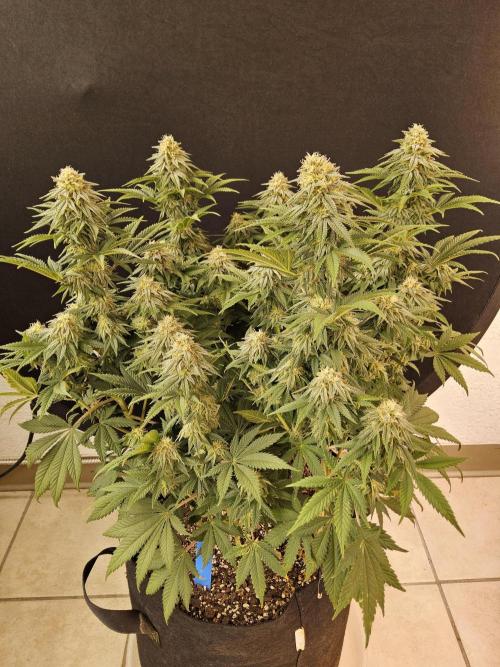 Fast Mystery. Week 15