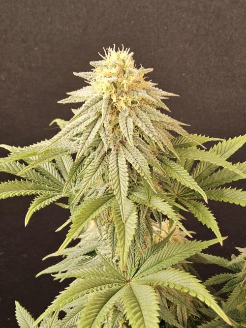 Fast Mystery. Week 15