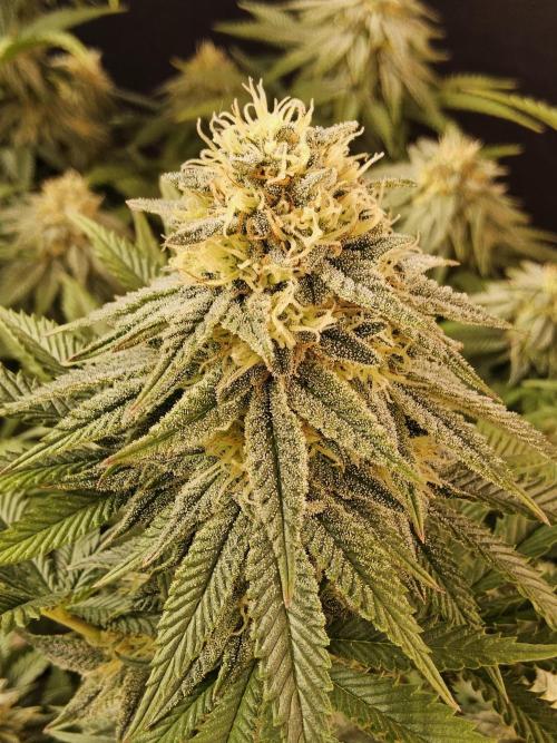 Fast Mystery. Week 15