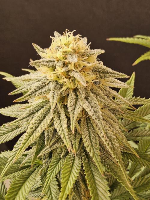 Fast Mystery. Week 15