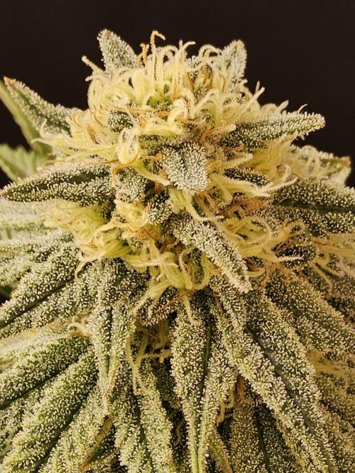 Fast Mystery. Week 15