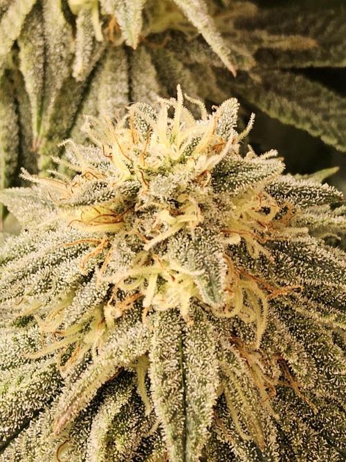 Fast Mystery. Week 15