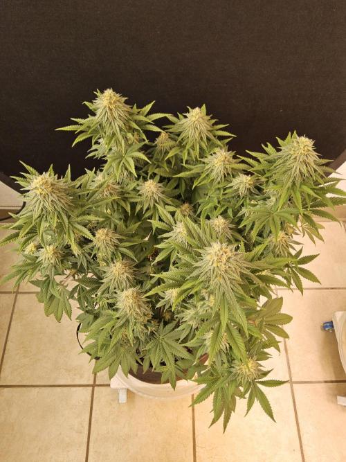 Fast Mystery. Week 15