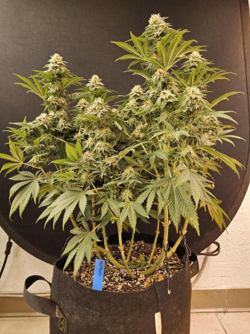 Fast Mystery. Week 15