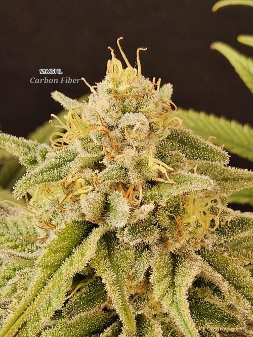 MSNL Fiber. Week 15