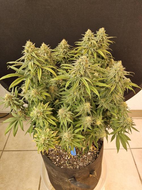 MSNL Fiber. Week 15