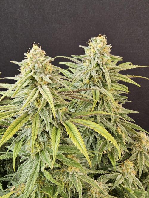 MSNL Fiber. Week 15