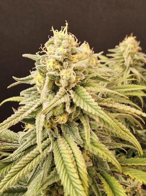 MSNL Fiber. Week 15