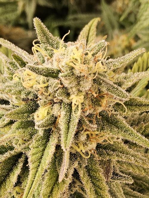 MSNL Fiber. Week 15