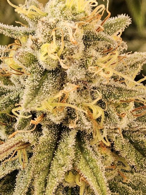 MSNL Fiber. Week 15