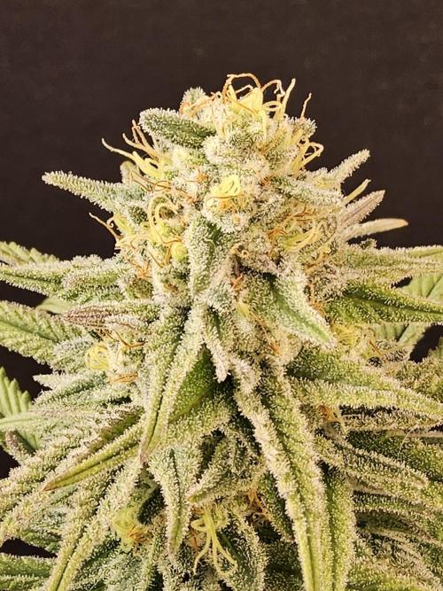 MSNL Fiber. Week 15
