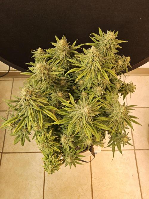 MSNL Fiber. Week 15