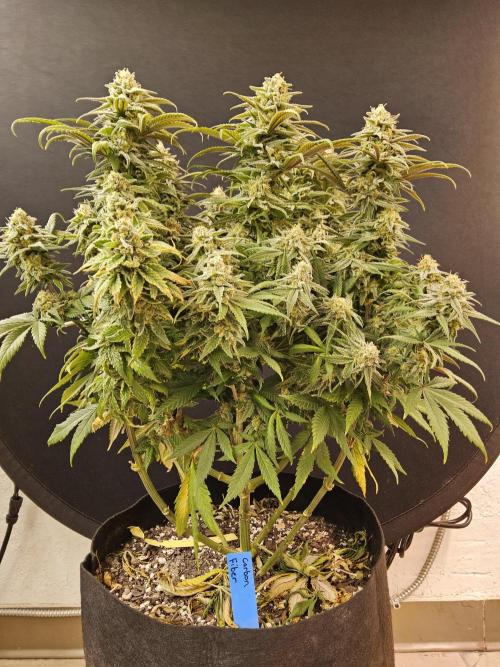 MSNL Fiber. Week 15