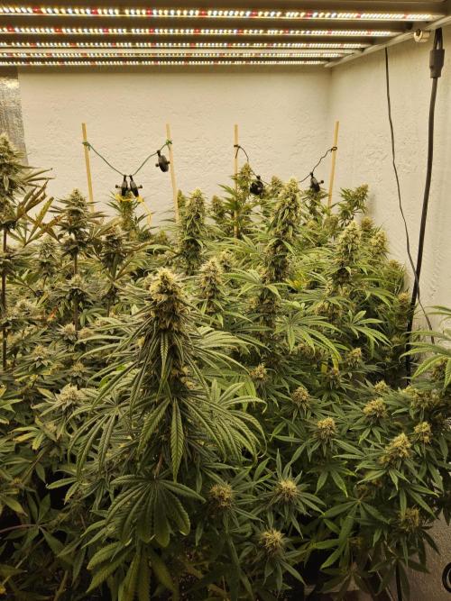 MSNL Fiber. Week 15