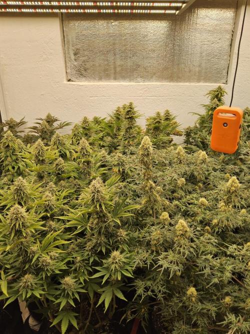 MSNL Fiber. Week 15