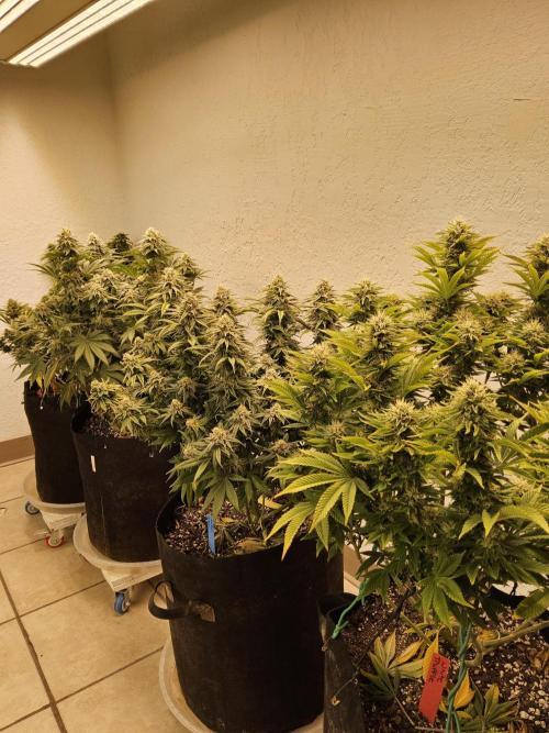 MSNL Fiber. Week 15